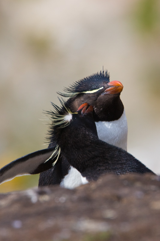 Rockhopper Penguins